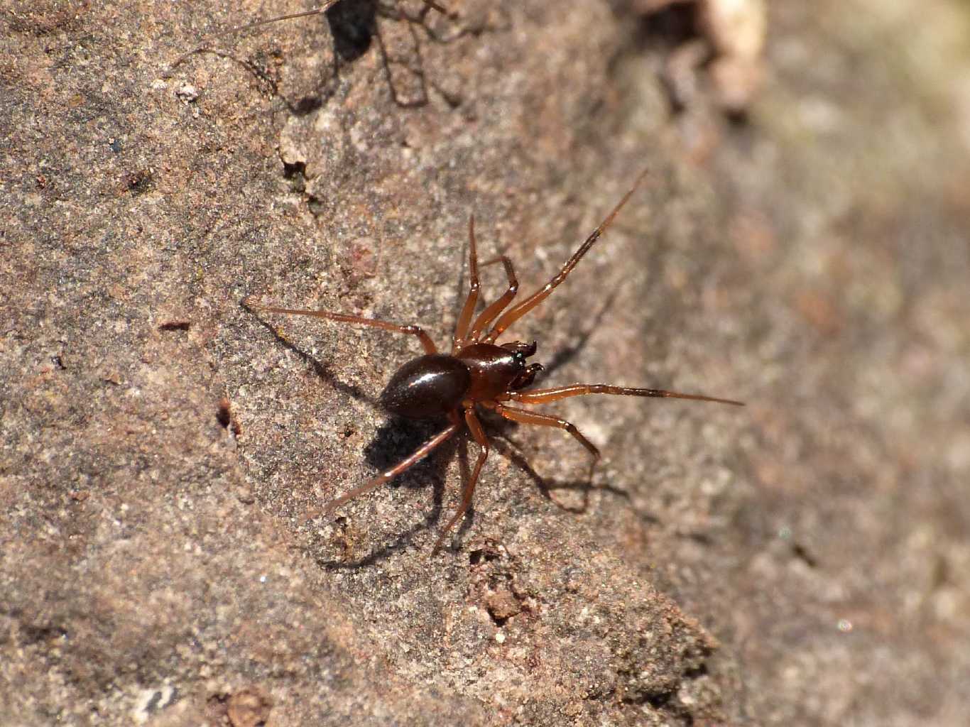 Maschio di Linyphiidae - Caffarella (RM)